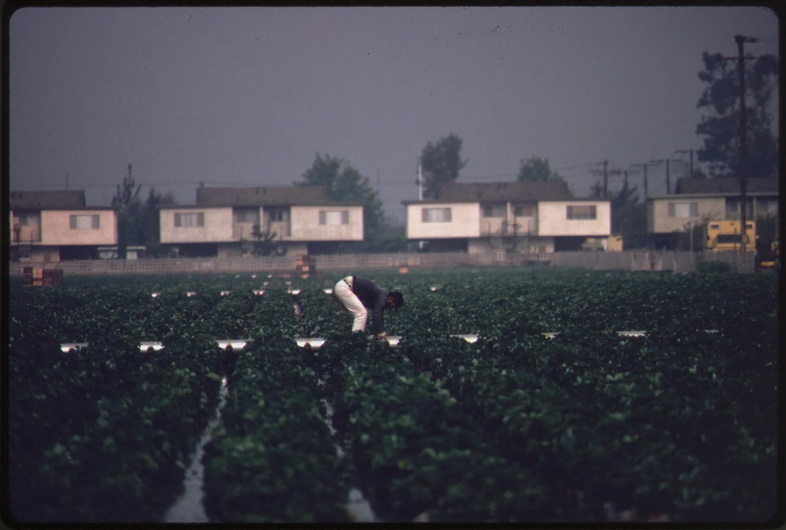farm workers in a planted field with a row of houses behind it